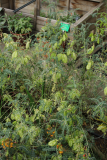Sutherlandia frutescens RCP7-2015 (146).JPG